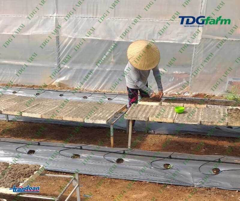 Hình ảnh công ty TDG Farm